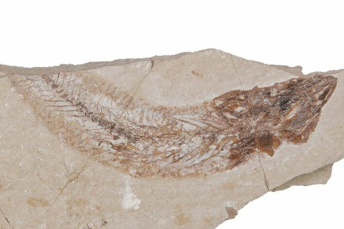 Bargain, Cretaceous Fossil Fish - Lebanon #218819